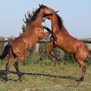 trotting-affair.com